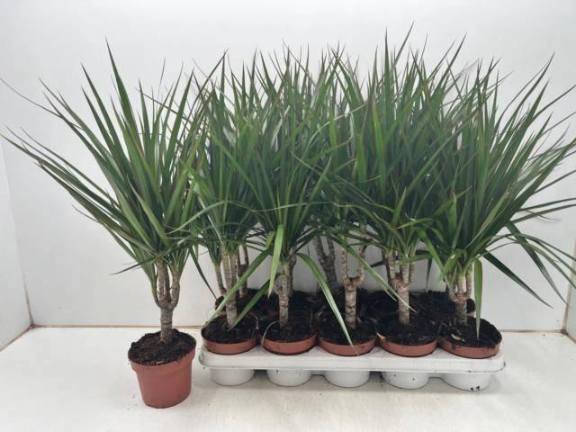 <h4>DRA MARGINATA</h4>