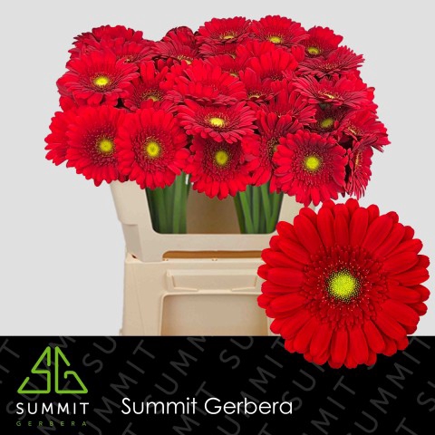 <h4>Germini Phoenix Water x40</h4>