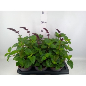 Salvia  'Purple and Bloom'