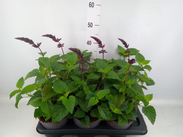 <h4>Salvia  'Purple and Bloom'</h4>