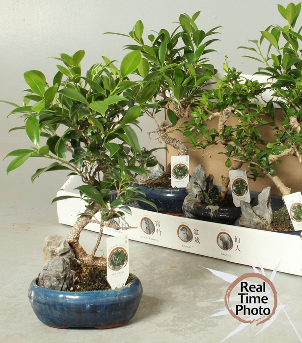 <h4>BONSAI GEM</h4>
