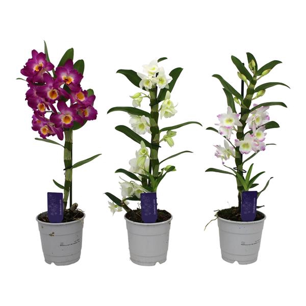 <h4>Dendrobium Nobile, Basic Mix 1-tak</h4>