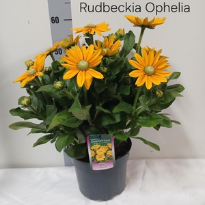 RUDB SUNBECK OPHELIA
