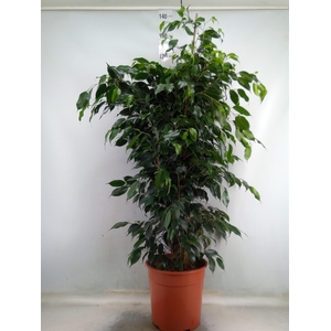 Ficus benja. 'Danielle'