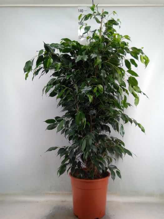 <h4>Ficus benja. 'Danielle'</h4>