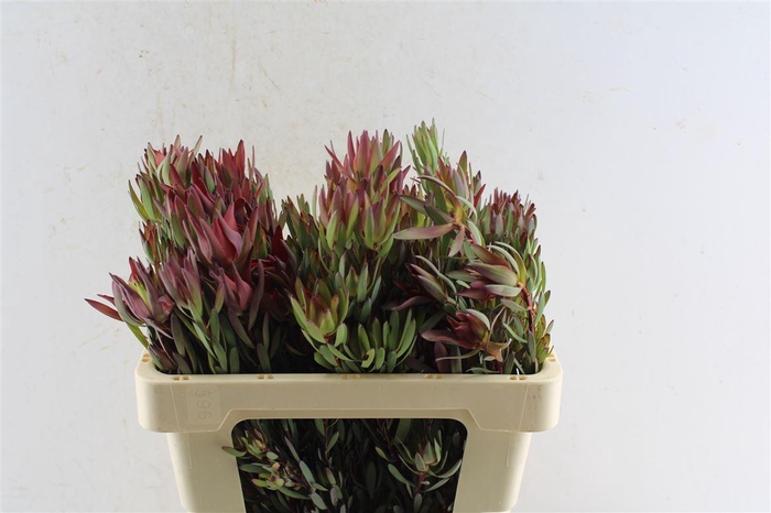 <h4>Leucad Sal Blush Ex</h4>