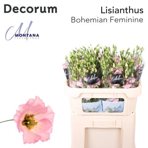 <h4>Lisianthus Bohemian pink feminine 70cm</h4>