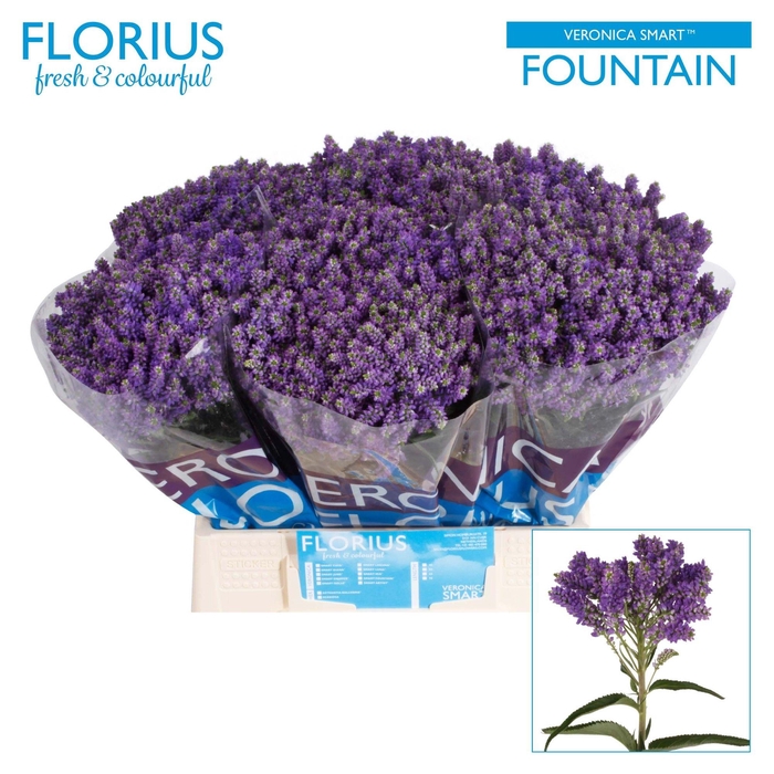 <h4>VERON SMART FOUNTAIN</h4>