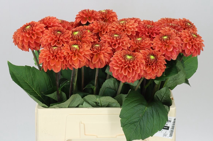 <h4>Dahlia Orange Fox</h4>