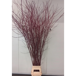 CORNUS ALBA SIBIRICA VERTAKT 220CM