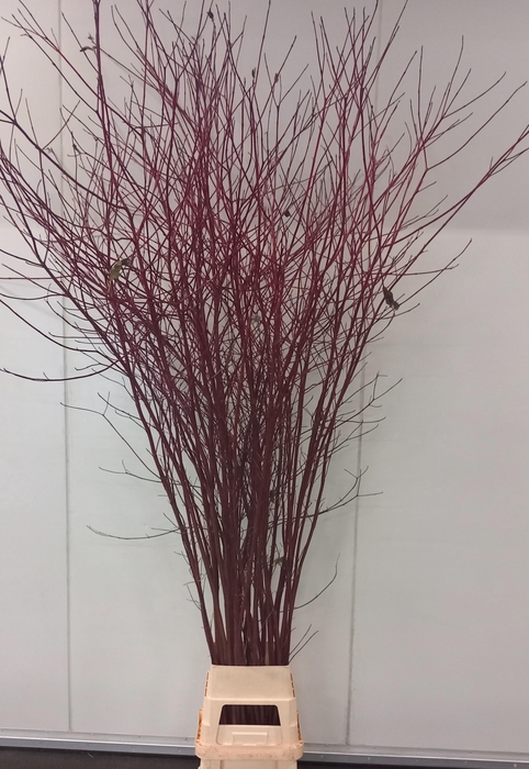<h4>CORNUS ALBA SIBIRICA VERTAKT 220CM</h4>