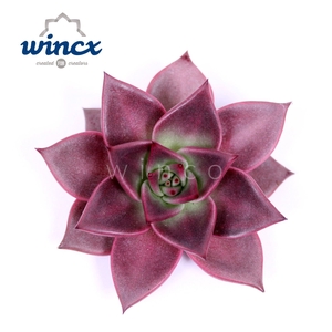 Echeveria Taurus Cutflower Wincx-5cm