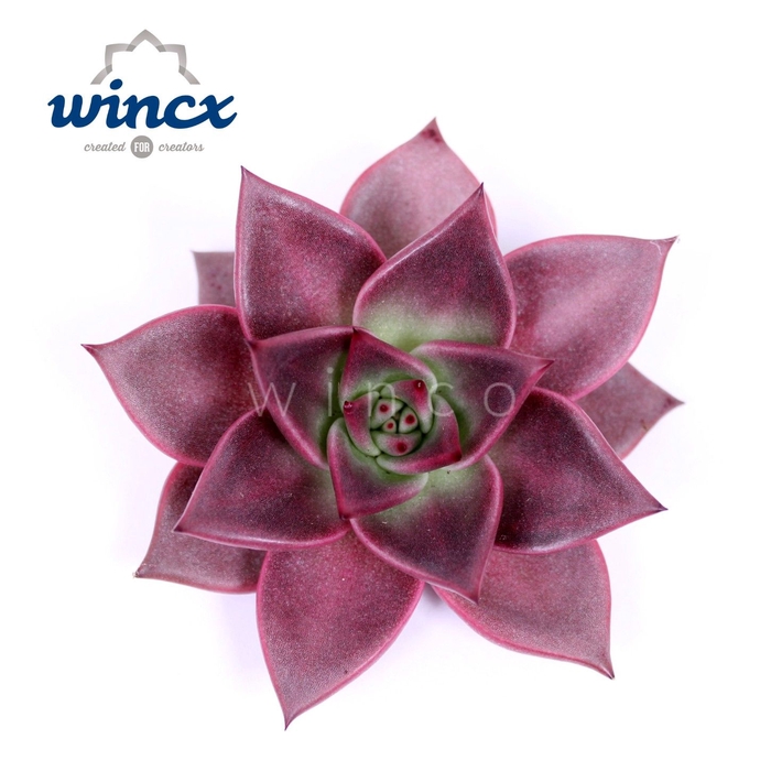 <h4>Echeveria Taurus Cutflower Wincx-5cm</h4>