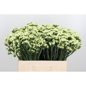 Limonium St Crystal Yellow