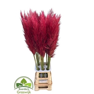 CORTA SE PUMILA CERISE