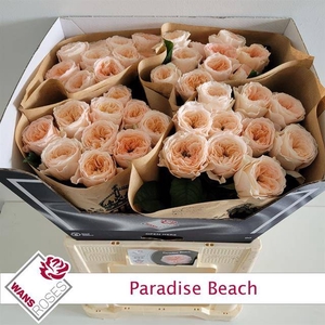 R KL PARADISE BEACH