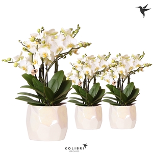 Kolibri Orchids Phalaenopsis Lausanne in Pearl pot travertine