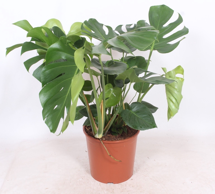 <h4>Monstera deliciosa</h4>