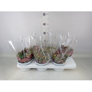 Saxifraga stol. 'Tricolor'