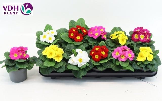 Prim Ac Paradiso Gem