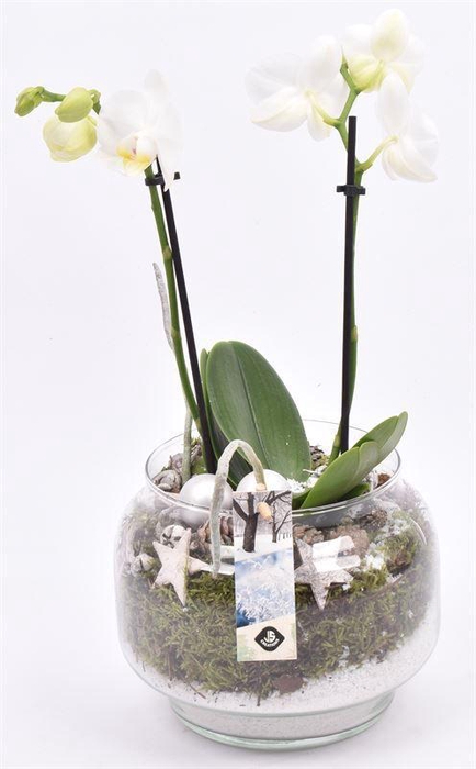 <h4>Glas op voet 18cm</h4>