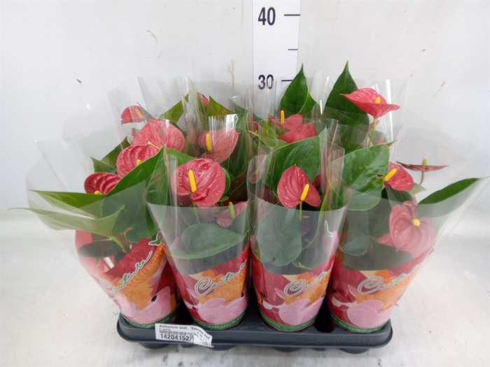 <h4>Anthurium andr. 'Success Red'</h4>