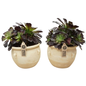 Aeonium arboreum 'Velours'