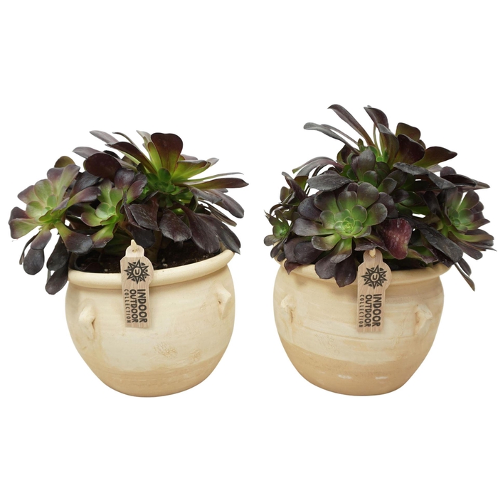 <h4>Aeonium arboreum 'Velours'</h4>