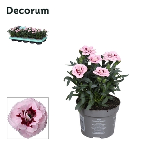 Dianthus - 10,5 cm - Oscar Purple Star - Decorum