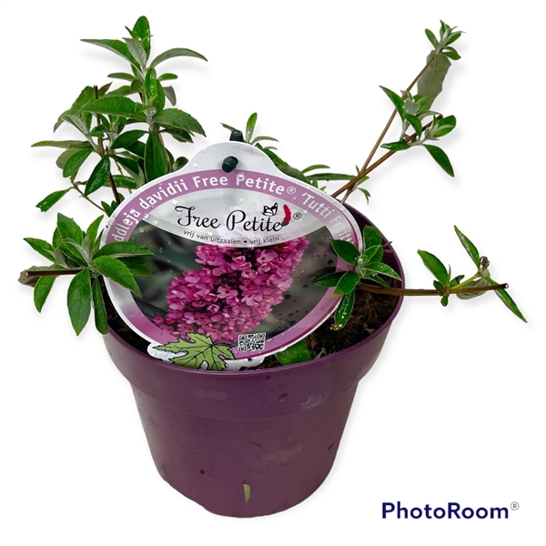 <h4>Buddleja dav. 'Free Petite Tutti Fruitti' C3</h4>