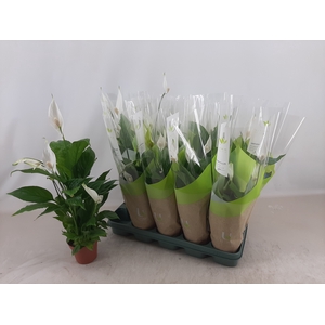 SPATH TORELLI