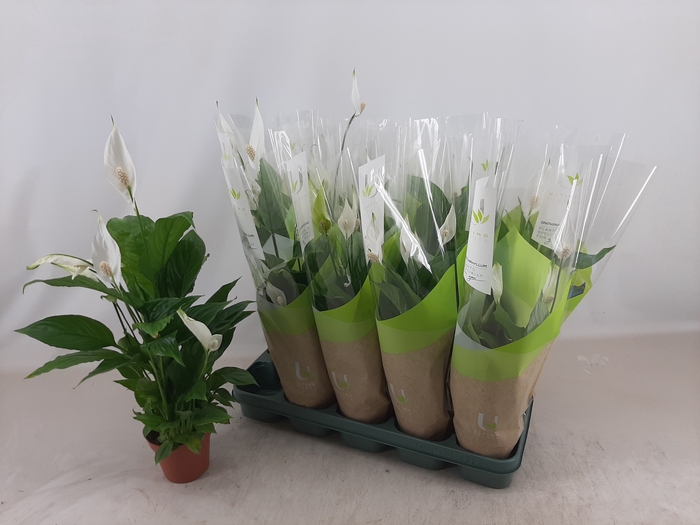 <h4>SPATH TORELLI</h4>