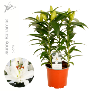 Lilium Sunny Bahamas 13 cm (or. lelie)
