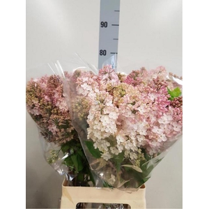 SYR HY MAIDENS BLUSH