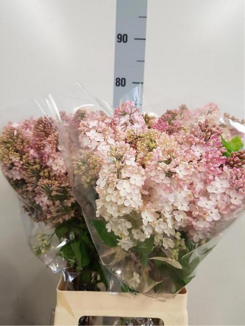 <h4>SYR HY MAIDENS BLUSH</h4>