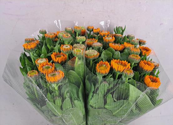 <h4>Calendula Orange</h4>