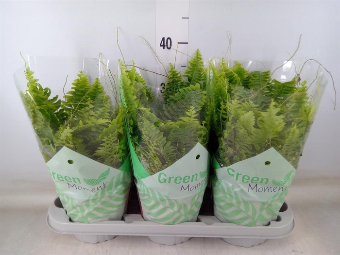 <h4>Nephrolepis exal. 'Green Moment'</h4>