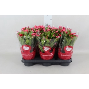 Schlumbergera   ...