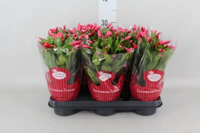 <h4>Schlumbergera   ...</h4>