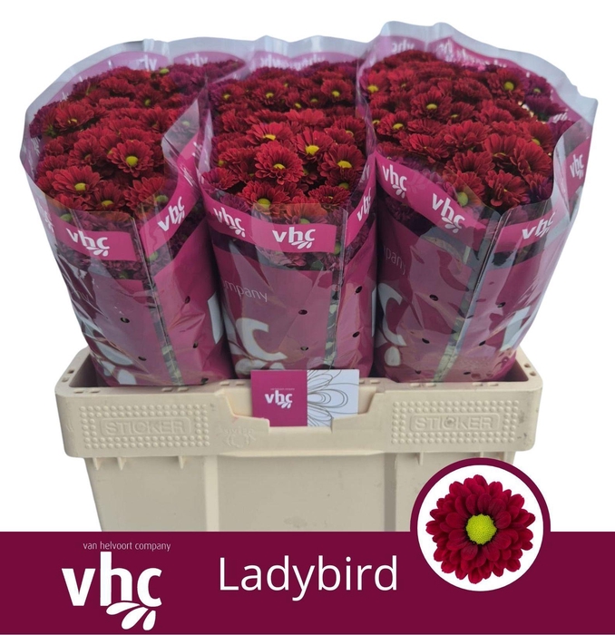 <h4>CHR S LADYBIRD</h4>