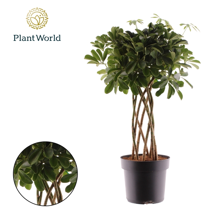 <h4>Schefflera Compacta (Nora) koker</h4>