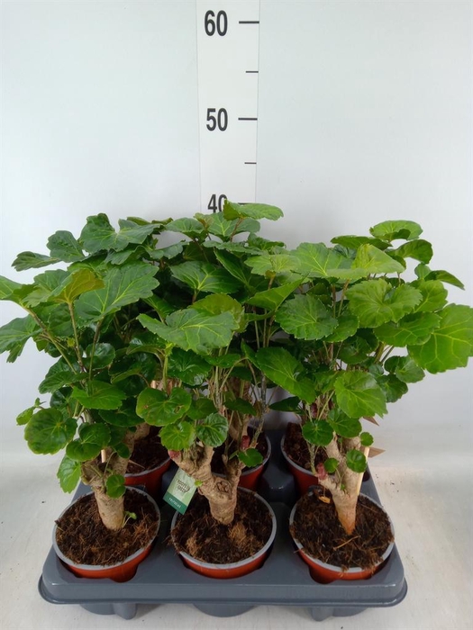 <h4>Polyscias   ...</h4>