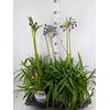 Agapanthus FU 'Poppin Purple'