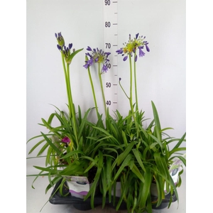 Agapanthus FU 'Poppin Purple'