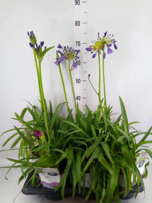 <h4>Agapanthus FU 'Poppin Purple'</h4>