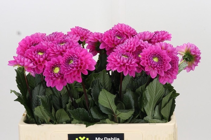 <h4>Dahlia Dark Wizard</h4>