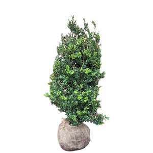 Ilex crenata 'Dark Green' bush 80-100 RB