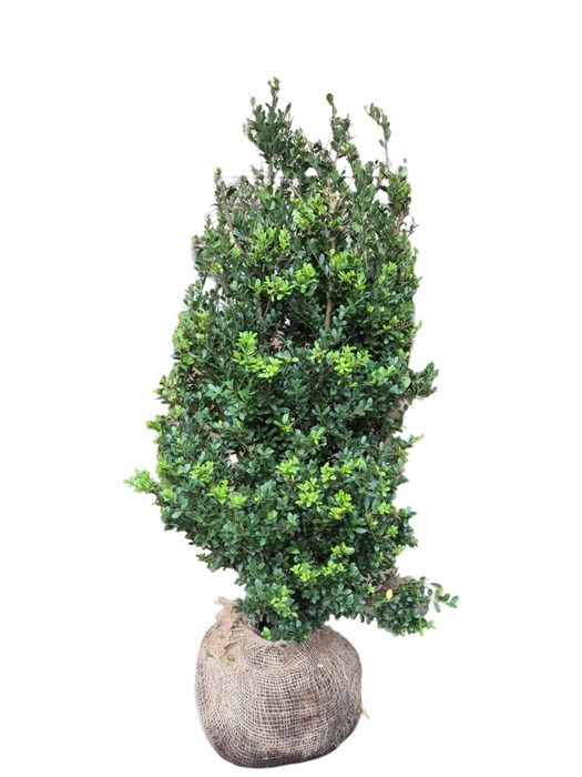 <h4>Ilex crenata 'Dark Green' bush 80-100 RB</h4>