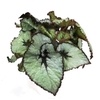 BEGONIA REX-HYBRID P12 ESCARGOT