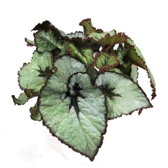 <h4>BEGONIA REX-HYBRID P12 ESCARGO</h4>